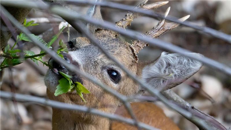 Die Feuerwehr hat in Lehrte ein zwischen den Metallstäben einer Eingangspforte eingeklemmtes Reh befreit. (Symbolbild)