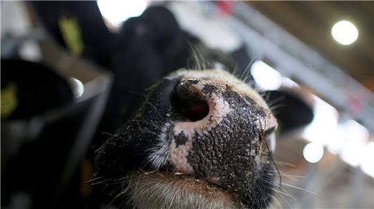 Die Feuerwehr rettete die beiden Kühe. (Symbolbild)