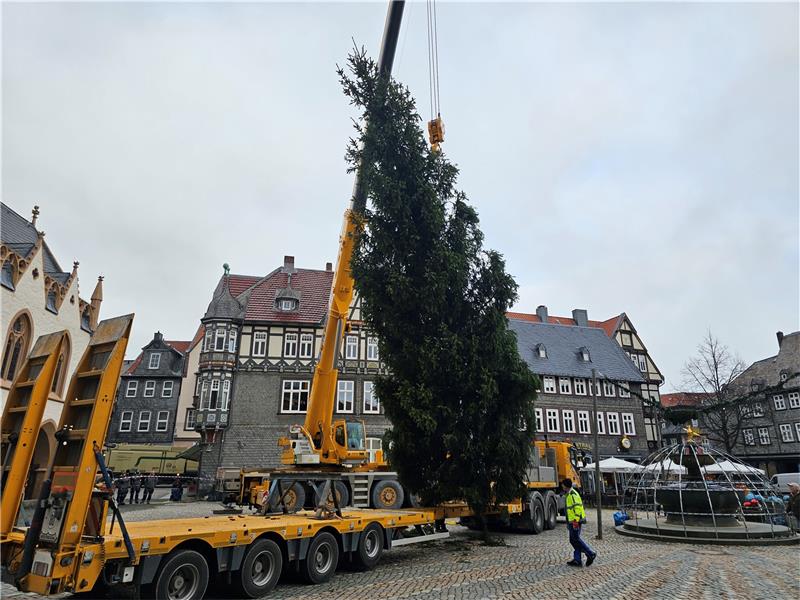 Die Goslarer Weihnachtsmarkt-Fichte steht Die Fichte ist für einige Wochen ein Wahrzeichen des Weihnachtsmarktes. Fotos: Sowa (2), Neuendorf
