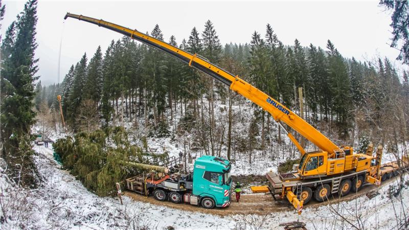 Weihnachtsbaum für den Bundestag kommt aus dem Harzer Wald Die Fichte wird nach der Fällung mit Spannseilen und einem Netz auf dem Lkw befestigt.