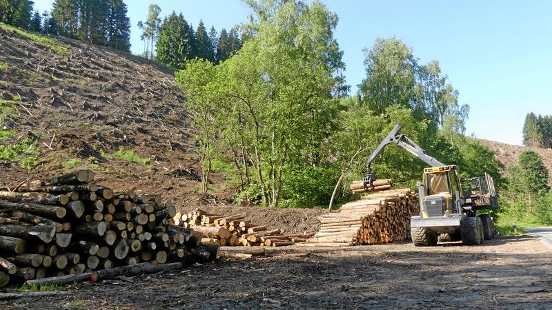 Altenau: Mit Harzer Höhenvieh zurück zur Bergwiese Die Fichten werden 2021 am Steilhang entfernt, um den Weg für eine Renaturierung frei zu machen.