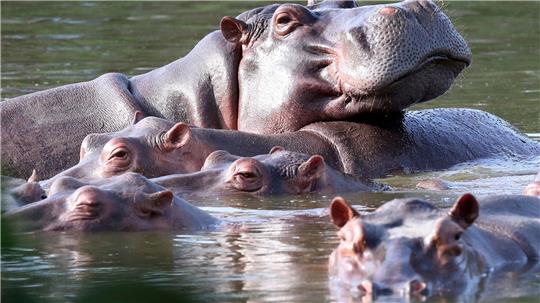 Die Flusspferde in Kolumbien pflanzen sich kräftig fort. (Archivbild) 