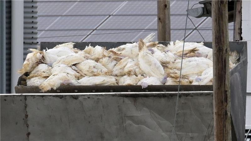 Die Folge einer Infektion mit Geflügelpest sind für die Tiere gravierend: Der Bestand eines infizierten Betriebs muss in der Regel getötet werden. (Archivbild)