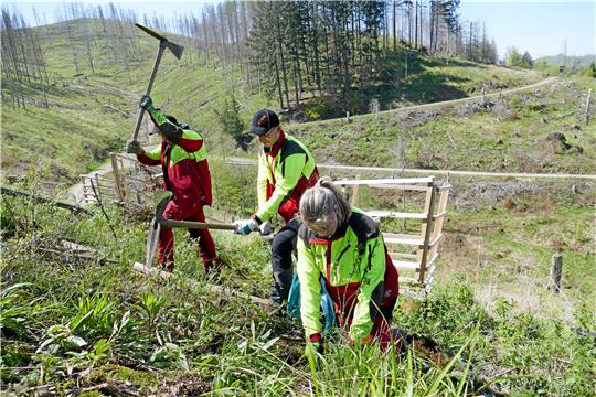 Die Forstwirt-Auszubildenden (v. li.) Yannik Lüdtke, Aron Volkmar, Mette Daudert pflanzen mit der Harzer Haue einen artenreichen Waldrand am Wanderweg zur Hanskühnenburg. Foto: Happel/Landesforsten