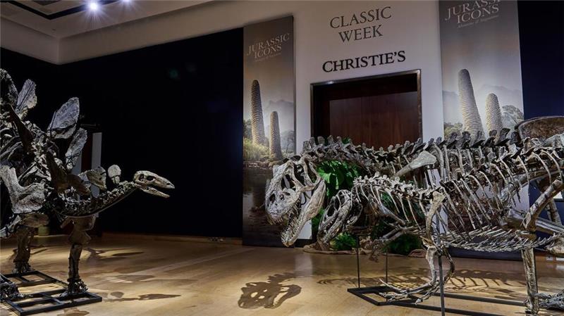 Dinosaurier-Skelette für Millionen Pfund versteigert Die Fossilien sind schätzungsweise 157 bis 145 Millionen Jahre alt.