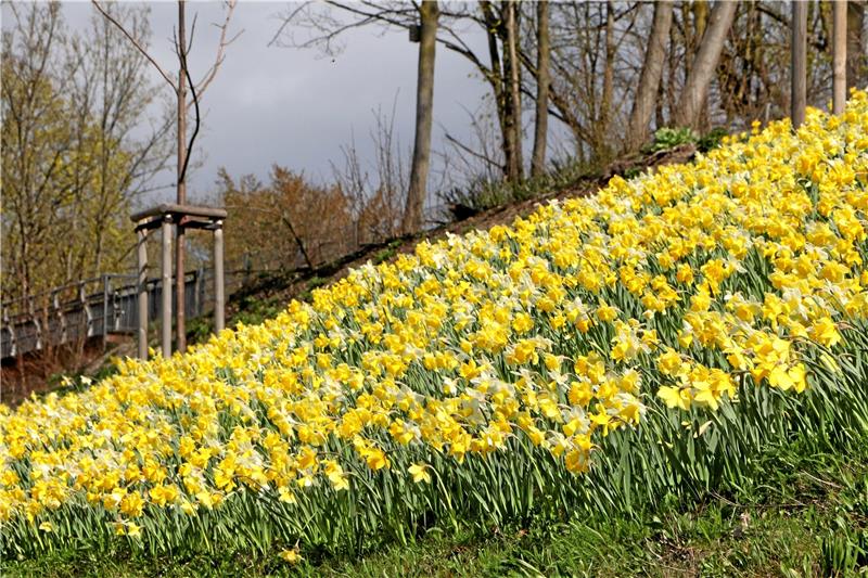 Landesgartenschau in Bad Gandersheim startet heute Die Frühblüher am Gabionenhang des Bad Gandersheimer Viadukts geben in der Aprilsonne alles. Foto: Gereke