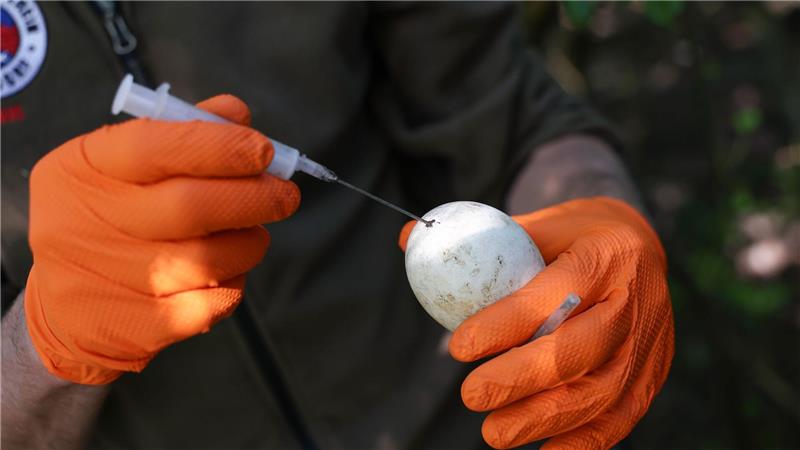 Die Gänse brüten weiter auf den präparierten Eiern, aber es schlüpft nichts.