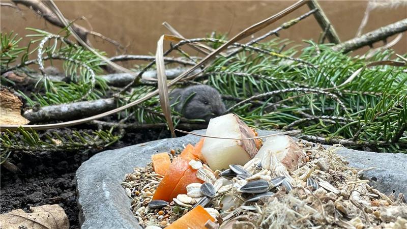 Die Geburt des Jungtiers feiert der Tierpark als Zuchterfolg. 