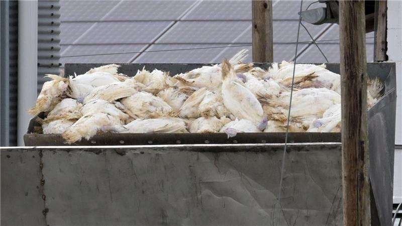 Wegen Geflügelpest: Halter fordern landesweite Stallpflicht Die Geflügelpest breitet sich in Niedersachsen aus - die Geflügelhalter fürchten um ihre Tierbestände. (Archivfoto)