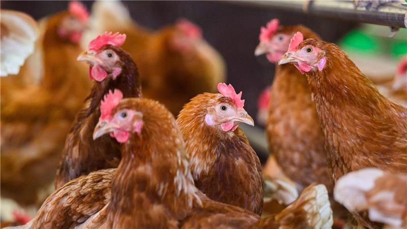Geflügelpest: Landkreis Gifhorn ordnet Stallpflicht an Die Geflügelpest stellt viele Landkreise in Niedersachsen vor Herausforderungen. (Symbolbild)