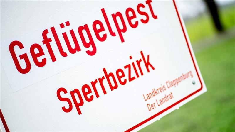 Die Geflügelpest war in den vergangenen Wochen eine große Belastung für betroffene Betriebe. (Archivbild)