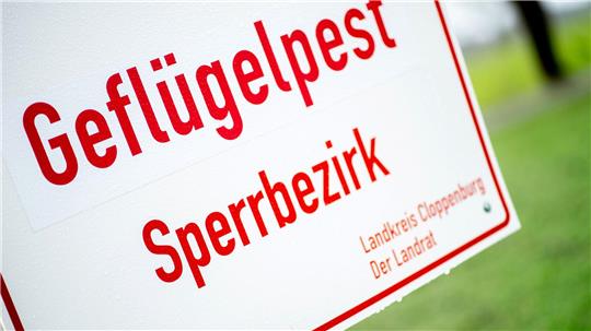 Die Geflügelpest war in den vergangenen Wochen eine große Belastung für betroffene Betriebe. (Archivbild)