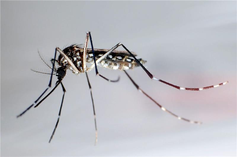 Mehr als fünf Millionen Dengue-Fälle in Brasilien Die Gelbfiebermücke, Denguemücke oder Ägyptische Tigermücke überträgt verschiedene Krankheiten.