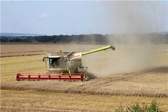 Die Getreideernte 2023 im nördlichen Harzvorland ist eine besondere Herausforderung: Das wechselhafte Wetter sorgt für teils schwierige Bedingungen, als es gilt, das Korn vom Feld zu holen. Foto: Gereke