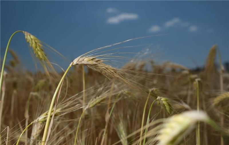 Schlechtere Getreideernte wegen Trockenheit erwartet Die Getreideernte könnte in Deutschland in diesem Jahr schlechter ausfallen.