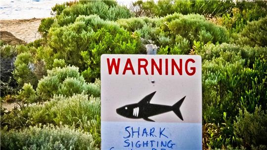 Die Gewässer rund um Australien sind berühmt-berüchtigt: Es kommt immer wieder zu Haiangriffen auf Schwimmer und Surfer. (Symbolbild)