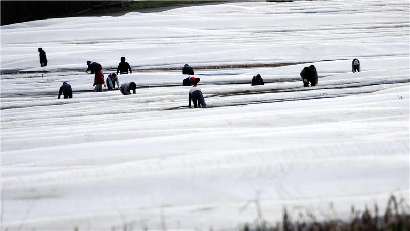 Die Gewerkscvhaft IG Bauen-Agrar-Umwelt kritisiert nach wie vor zu schlechte Arbeitsbedingungen für Saisonkräfte. (Archivbild)