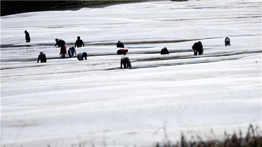 Die Gewerkscvhaft IG Bauen-Agrar-Umwelt kritisiert nach wie vor zu schlechte Arbeitsbedingungen für Saisonkräfte. (Archivbild)