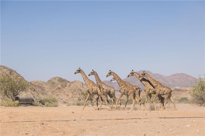 Giraffen zurück im größten Nationalpark Angolas Die Giraffen wurden im Nationalpark ausgesetzt.