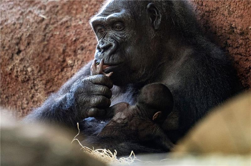 Erneut Gorilla-Baby im Prager Zoo geboren Die Gorilla-Dame Kijivu kümmert sich um ihr Kind.