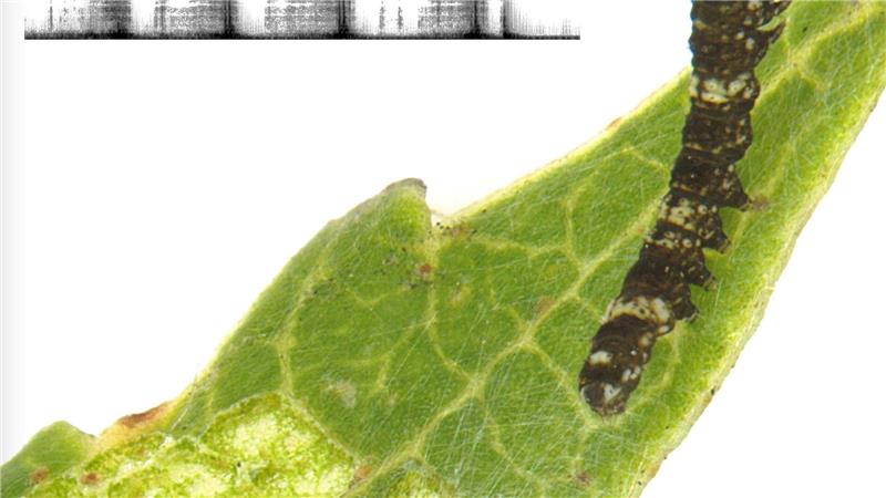 Ich vibrier‘ dich weg! Mini-Raupe verteidigt Mini-Revier Die Grafik oben links im Bild zeigt die regelmäßigen Klopf- und Scharrtönen der Raupe.