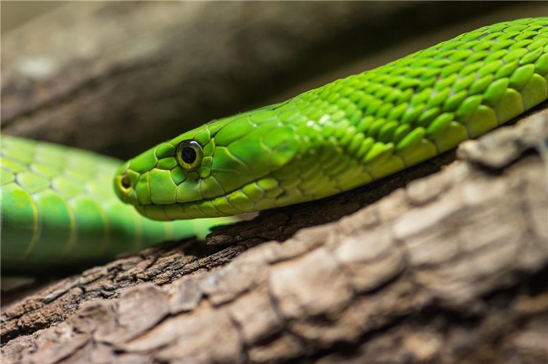 Die Grüne Mama hat eines der stärksten Gifte, die bei Landschlangen vorkomme. Die Sehlderin besaß auch ein solches Exemplar. Foto: dpa