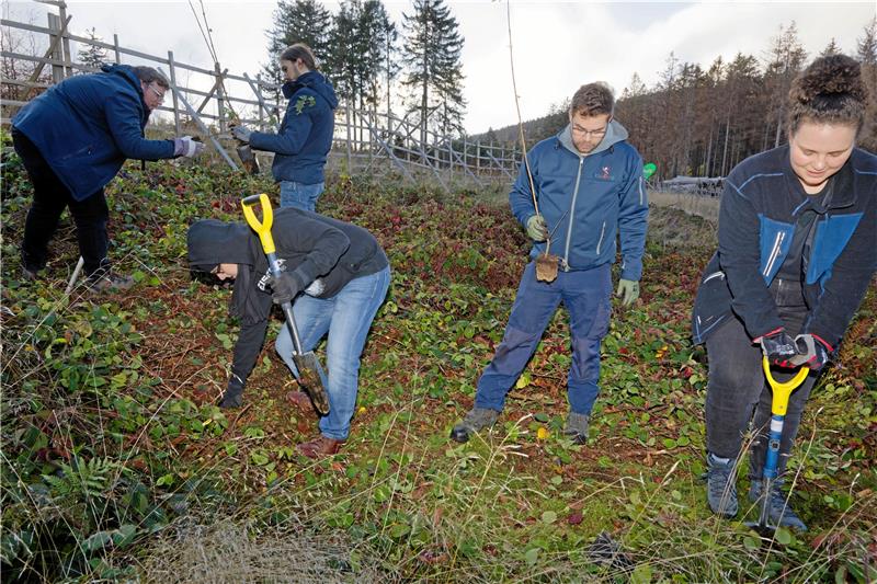 Die Oberharzer Grünen pflanzen, bis es dunkel wird Die Grünen im Oberharz bepflanzen auf der Fläche von „Wald für Morgen“ Ahorne, Tannen und Buchen. Foto: Hörseljau