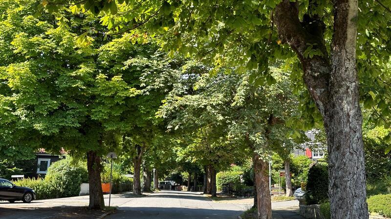 Die Grünen wollen die Bäume, wie diese Ross-Kastanien in der Herzog-Johann-Albrecht-Straße stärker unter Schuz stellen.