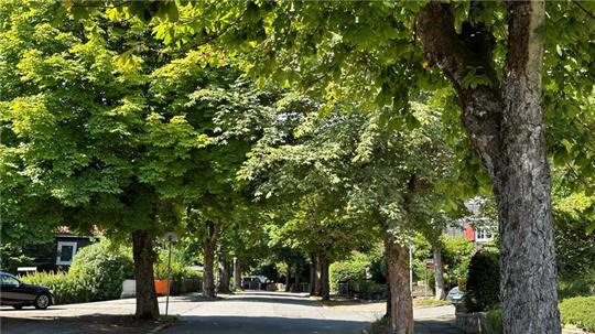 Die Grünen wollen die Bäume, wie diese Ross-Kastanien in der Herzog-Johann-Albrecht-Straße stärker unter Schuz stellen.