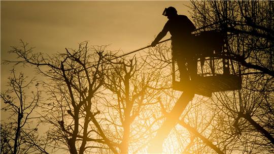 Ein Gärtner steht bei Sonnenaufgang auf einer Drehleiter und beschneidet die Äste einer Baumkrone.