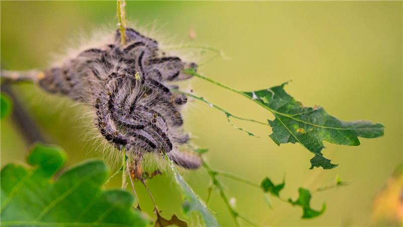 Die Haare des Eichenprozessionsspinners können zu Hautausschlägen führen. Mit winzigen Fadenwürmern wird der Schädling vielerorts bekämpft.