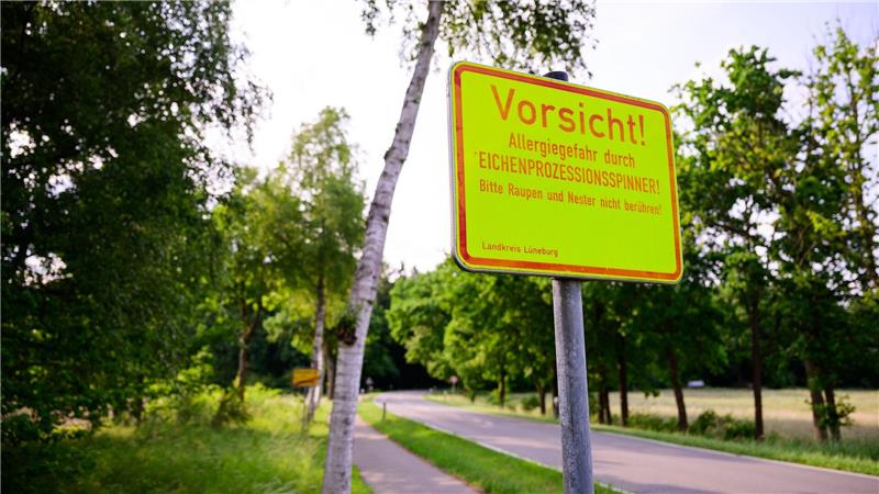 Gefährlicher Eichenprozessionsspinner wird wieder bekämpft Die Haare des Eichenprozessionsspinners können zu Hautausschlägen führen. Mit winzigen Fadenwürmern wird der Schädling vielerorts bekämpft.