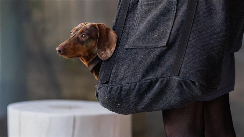 Tierfutter seit 2020 mehr als ein Drittel teurer Die Haltung eines Hundes geht ins Geld. (Symbolbild)