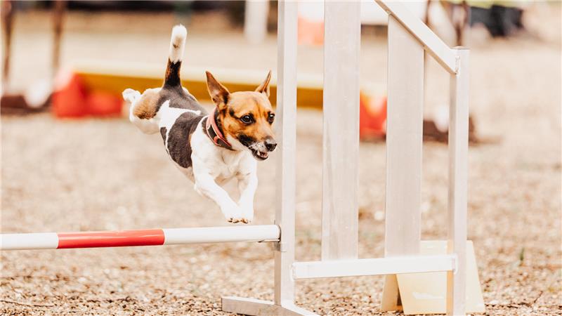 Für alle Vierbeiner-Freunde: Harzer-Hunde-Tage stehen vor der Tür Die Harzer-Hunde-Tage finden in diesem Jahr zum zweiten Mal statt.