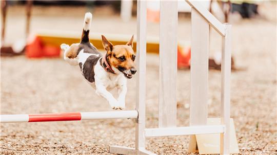 Die Harzer-Hunde-Tage finden in diesem Jahr zum zweiten Mal statt.