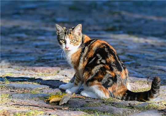 Die Hauskatze gelangte vor mehr als 2000 Jahren über den Nahen Osten nach Europa.