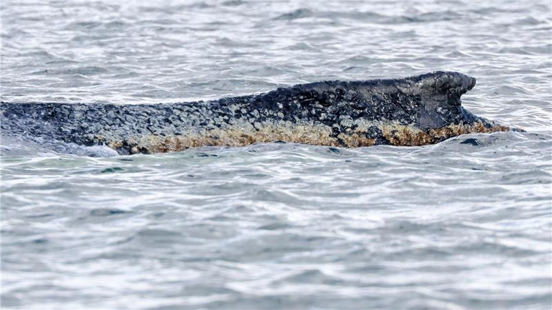 Die Haut des Buckelwals ist geschädigt. (Archivbild)