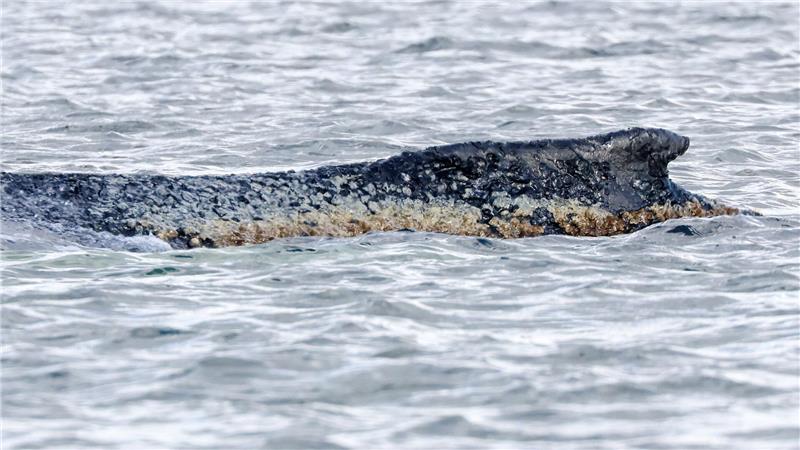 Die Haut des geschwächten Buckelwals soll befeuchtet werden. (Archivbild)