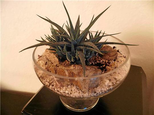 Die Haworthia in der Mitte der Schale hat um sich herum viele Ableger gebildet. Beim Umtopfen lassen sich die kleinen „Töchter“ gut von der „Mutter“ trennen und extra einpflanzen. Foto: Borchers