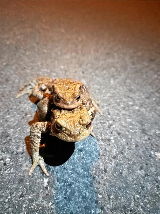 Die Helfer retten Hunderte Tiere, darunter diese beiden Kröten. Foto: Biener