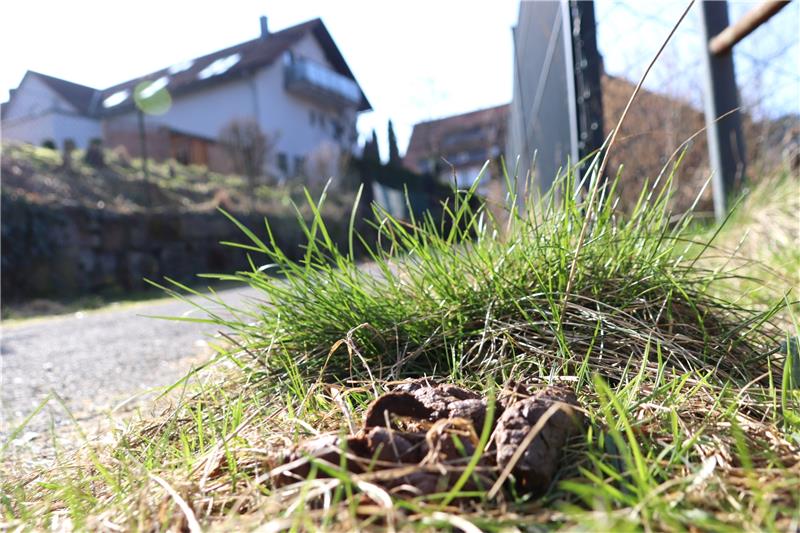 Hundekot in Lautenthal: Anwohnern stinkt es gewaltig Die Hinterlassenschaften der Hunde sind am Wegesrand nach wie vor deutlich sichtbar. Fotos: Neddermeier