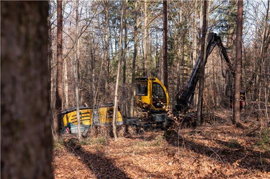Die Holzernte im Wald sei laut der Deutschen Forstwirtschaft gut für die Umwelt.