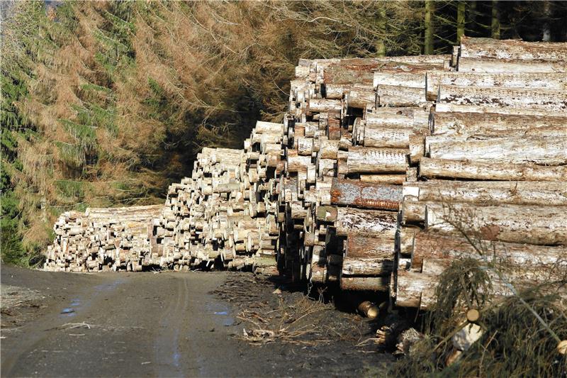 Die Holzpreise sind aufgrund des Überangebots derzeit im Keller. Doch die Stämme zu Hackschnitzeln zu verarbeiten, lohnt sich nicht, meint die Stadtforst. Foto: Epping