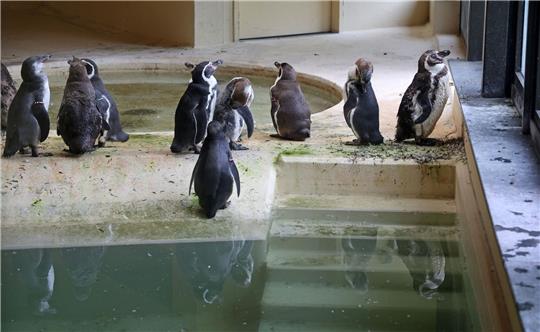 Die Humboldtpinguine im Rostocker Zoo werden vorsorglich im benachbarten Pelikan-Haus untergebracht.