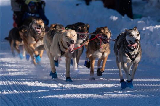 Die Hunde des Teams von Riley Dyche beim Start des Iditarod Trail Hundeschlittenrennens in Anchorage.
