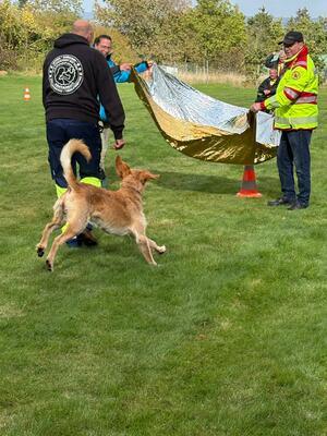 Nordharzer Suchhunde bestehen Eignungstest Die Hunde lernen spielerisch, bei der Rettung richtig zu agieren.