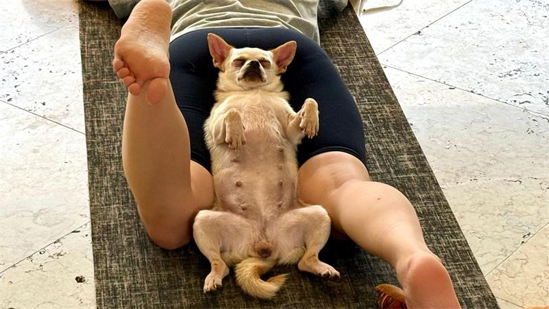 Trend Puppy Yoga: Herabschauender Hund trifft Hundebabys Die Hunde sollen lernen, sich zu entspannen - was sie oft auch tun.