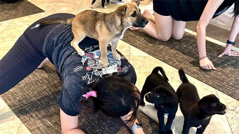 Trend Puppy Yoga: Herabschauender Hund trifft Hundebabys Die Hundebabys sollen das Tempo vorgeben.