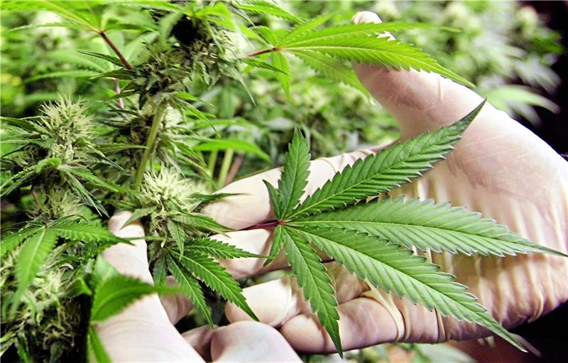 Die Indoor-Plantage wird zwar mit hoch professionellem Equipment bestückt, bringt lediglich Cannabis mit „stümperhafter Qualität“ hervor. Symbolfoto: Frank May/dpa