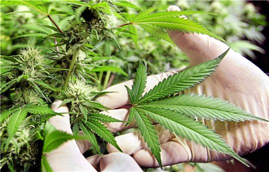 Die Indoor-Plantage wird zwar mit hoch professionellem Equipment bestückt, bringt lediglich Cannabis mit „stümperhafter Qualität“ hervor. Symbolfoto: Frank May/dpa